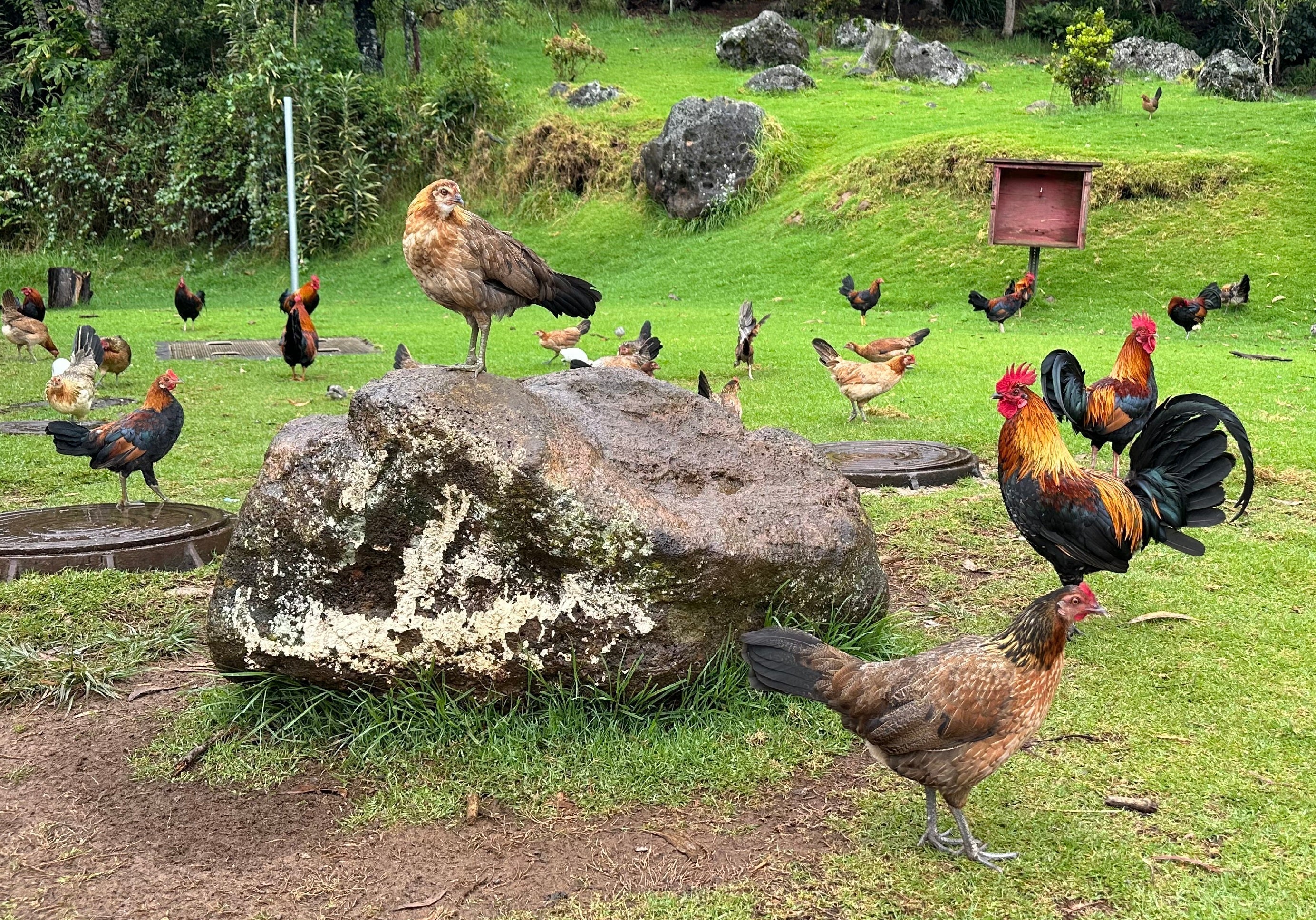 Kauai Chickens Gone Wild