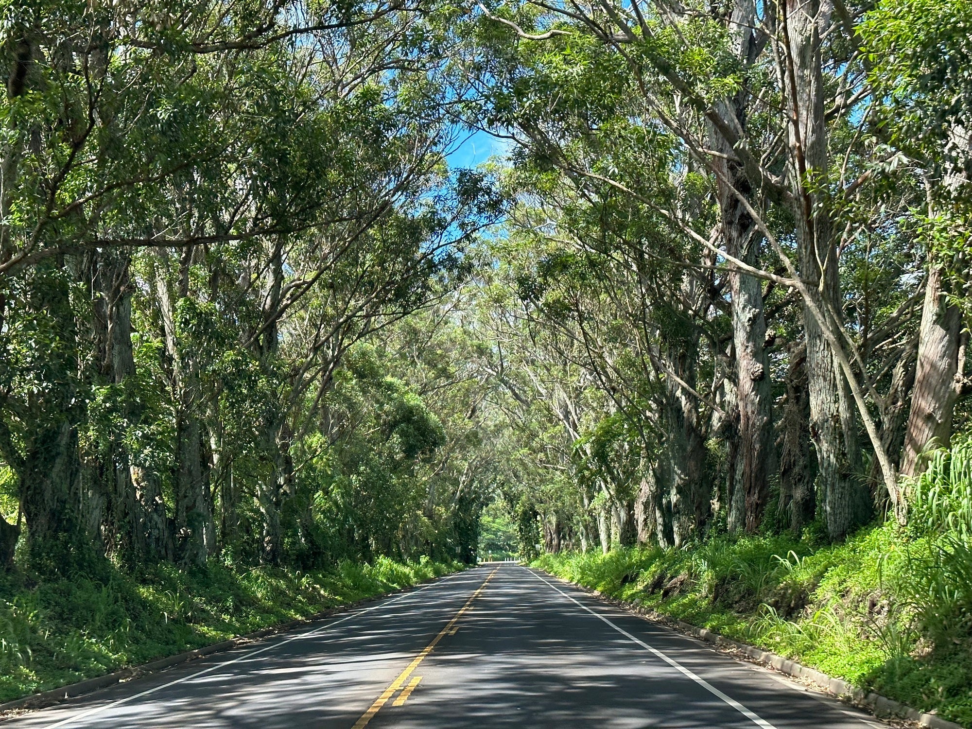 Kauai Tree Tunnel: Gateway to Paradise