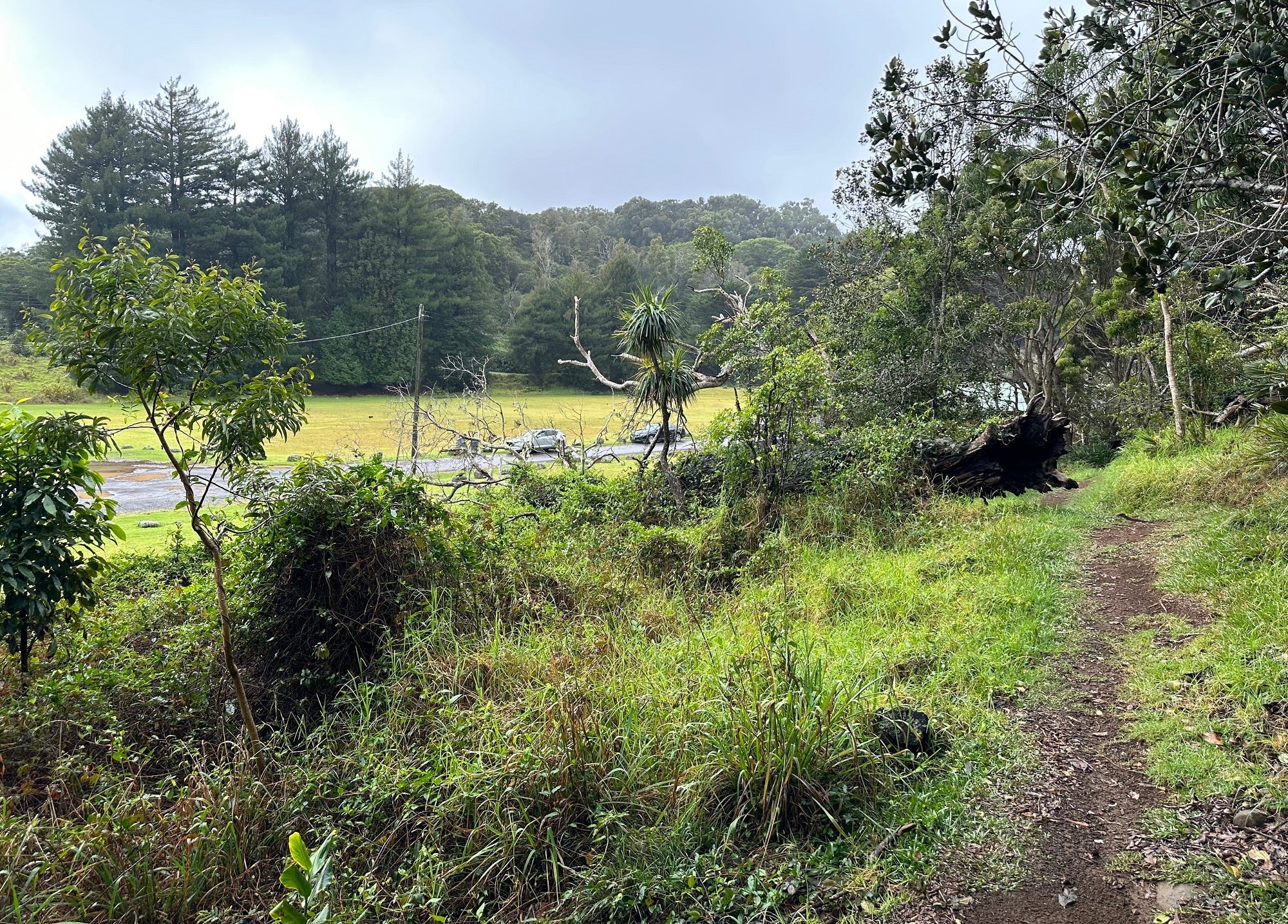 Kokee Lodge Nature Trail