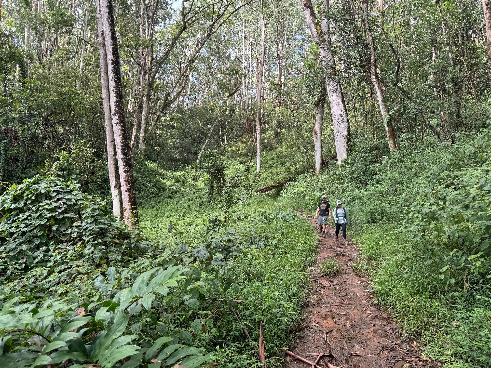 Injured Conservation Worker Airlifted from Kuilau Trail