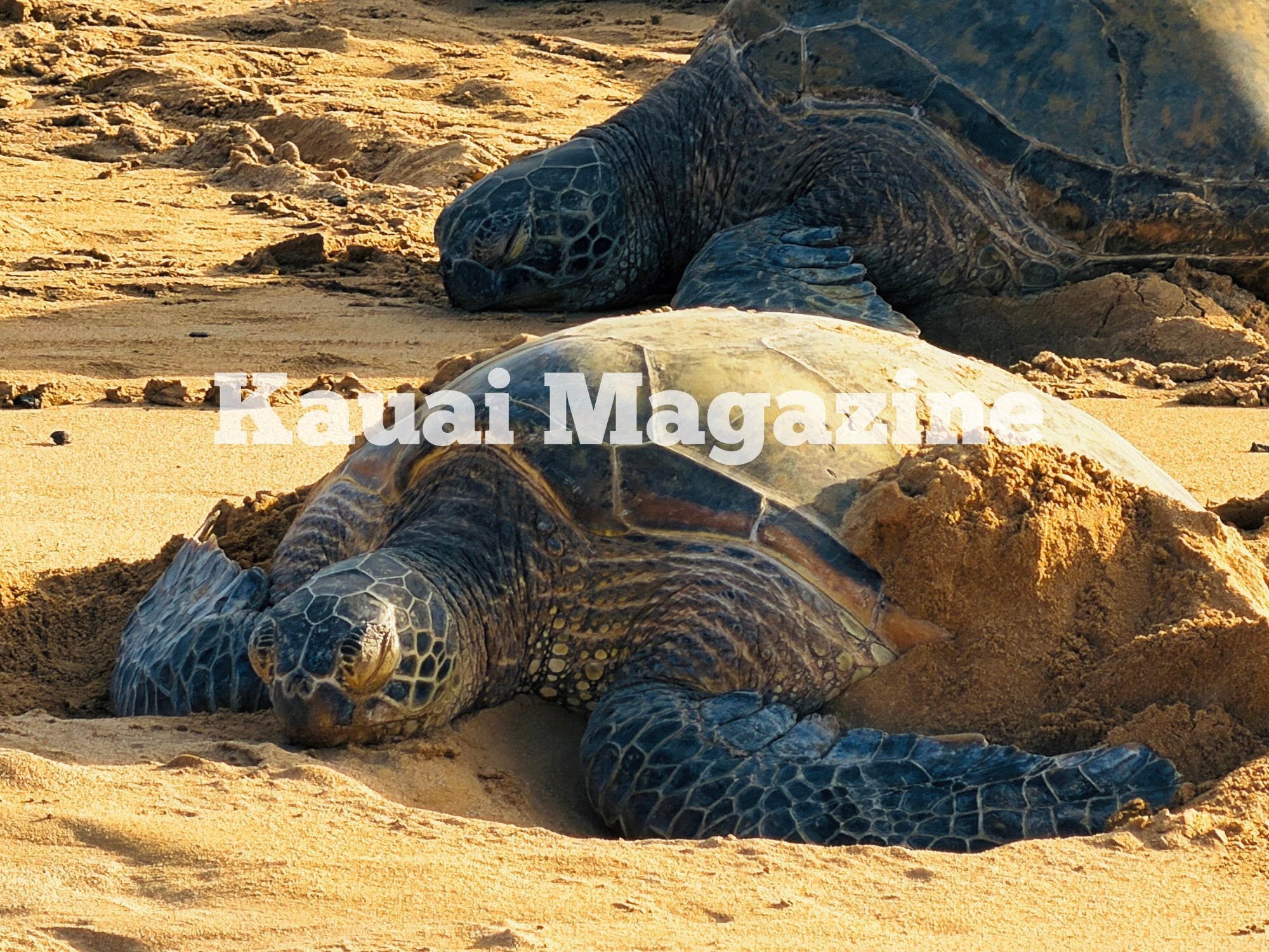 Kauai Digital Photo - Hawaiian Sea Turtles at Poipu Beach