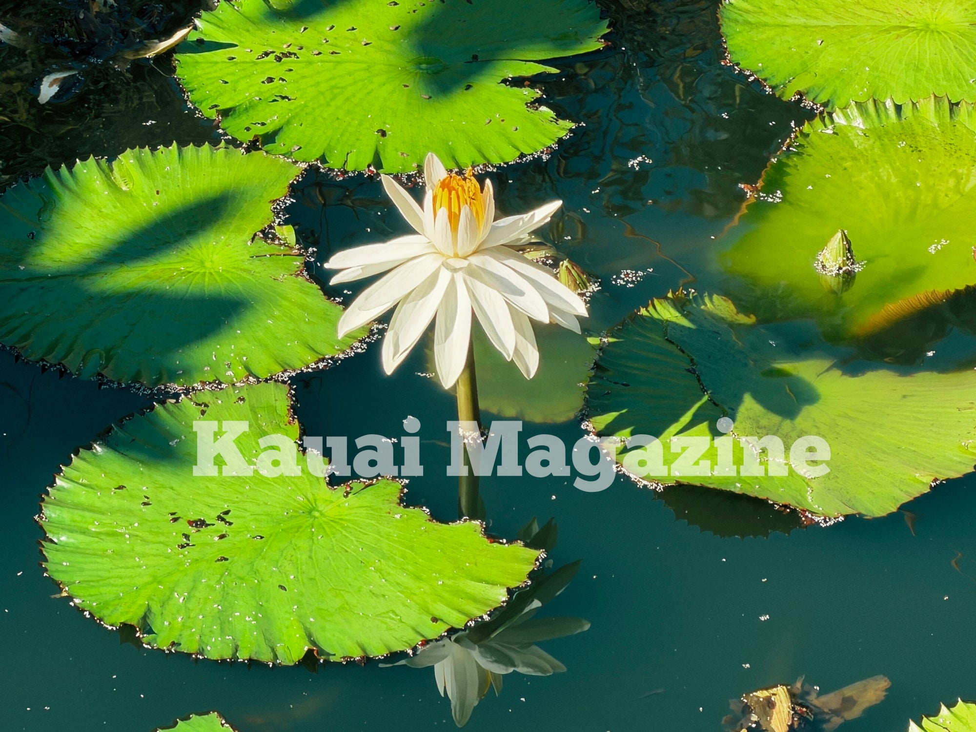 Kauai Digital Photo - Water Lilies